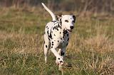 DALMATIEN 423